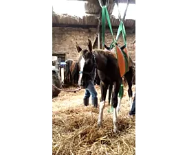 Alle hijsdekens voor dieren Hijsdeken voor het liften van grote dieren - 8 lussen - Op maat Alle hijsdekens voor dieren Hijsdeken voor het liften van grote dieren - 8 lussen - Op maat